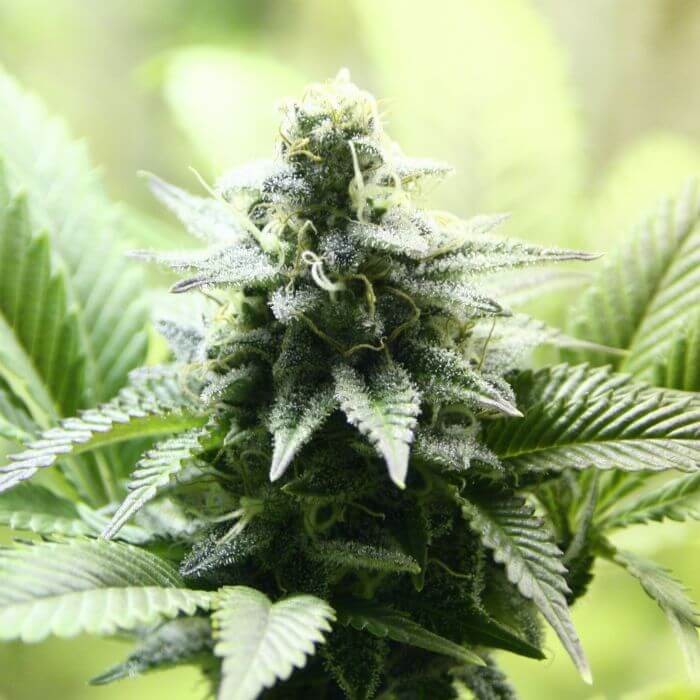 Indica Cream (Karamelo) Feminized by Kannabia