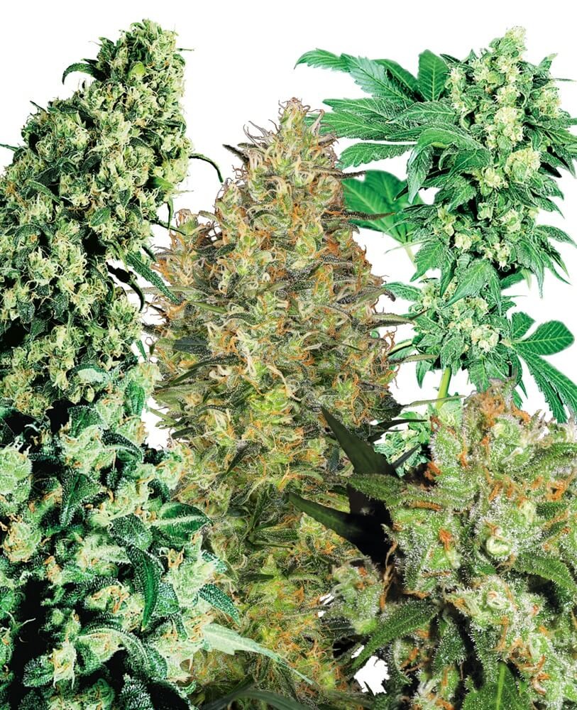 Indoor MIX Regular by Sensi Seeds