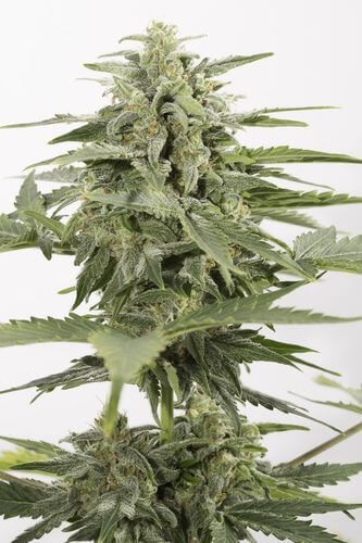 Industrial Plant Auto CBD Autoflower by Dinafem