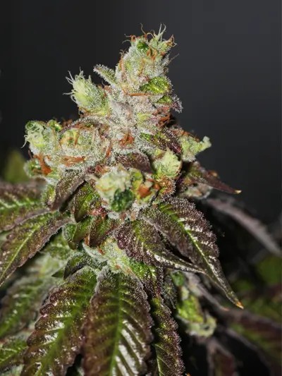 Island Punch Feminized by The Cali Connection