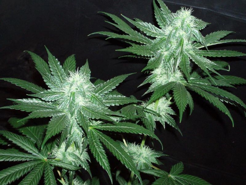 Italian Ice Feminized by The Cali Connection