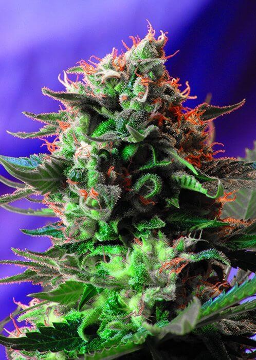 Jack 47 F1 Fast Version Feminized by Sweet Seeds