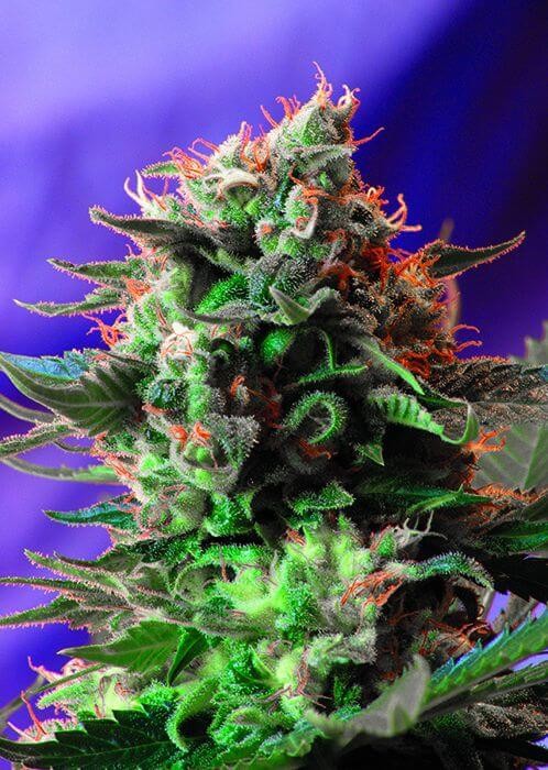 Jack 47 Feminized by Sweet Seeds