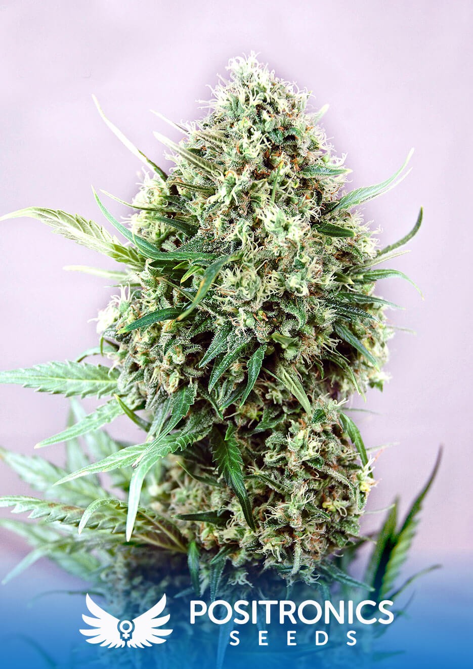 Jack Diesel Feminized by Positronics