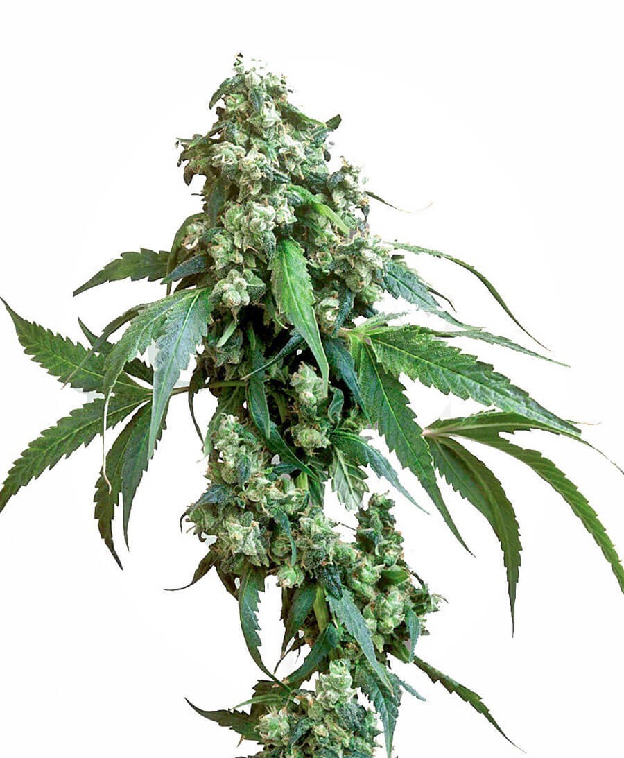 Jack Flash #5 Feminized by Sensi Seeds
