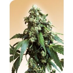 Jack Flash Regular by Sensi Seeds
