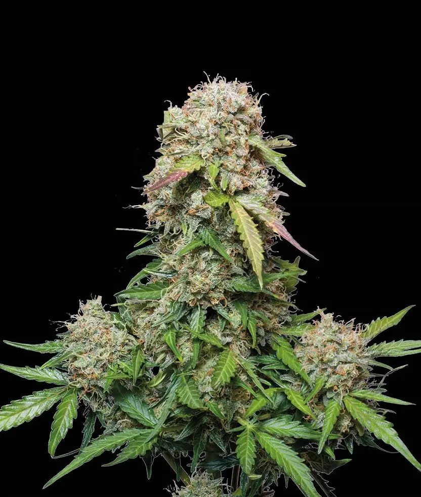 Jack Herer Auto Autoflower by Seedstockers