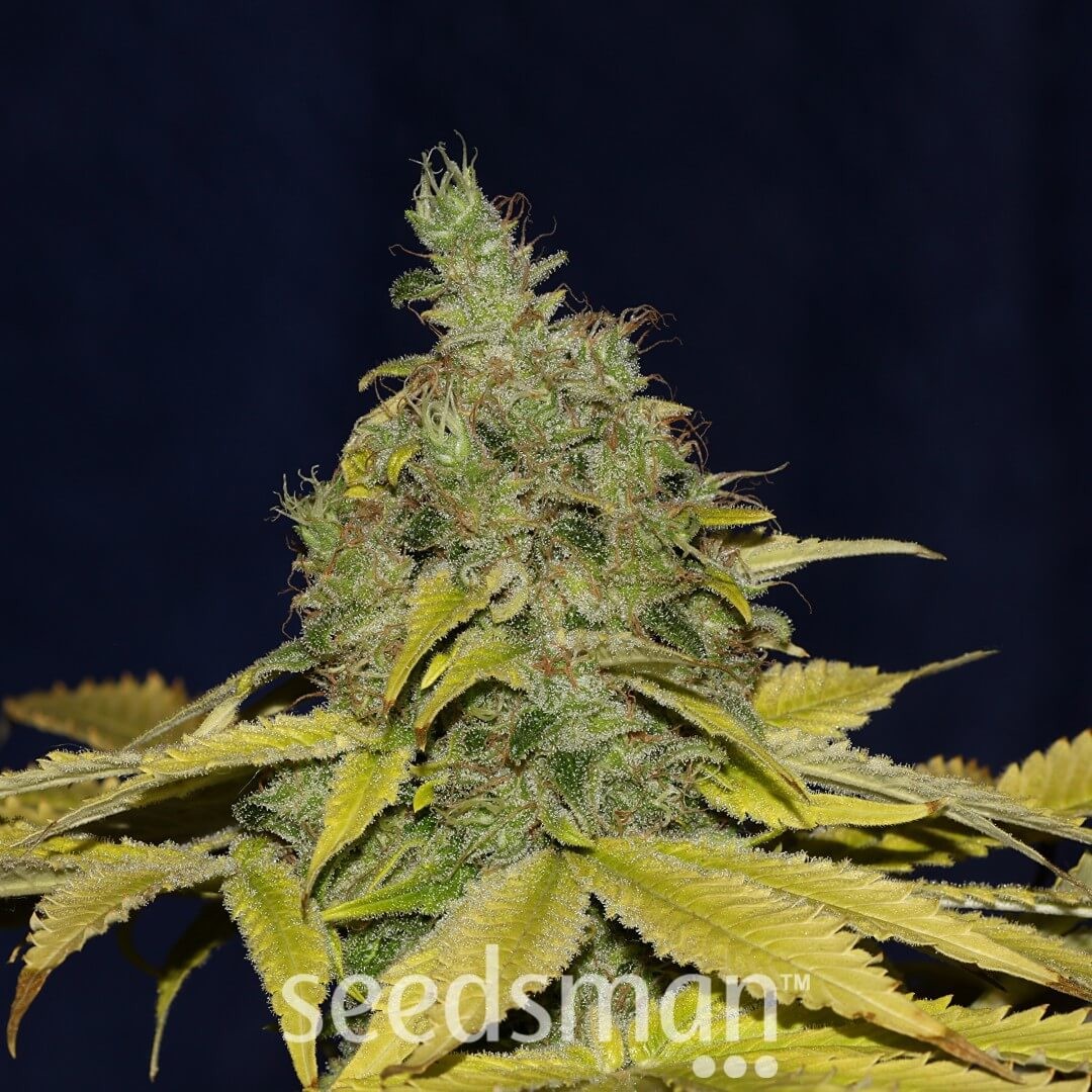 Jack Herer Fast Feminized by Seedsman
