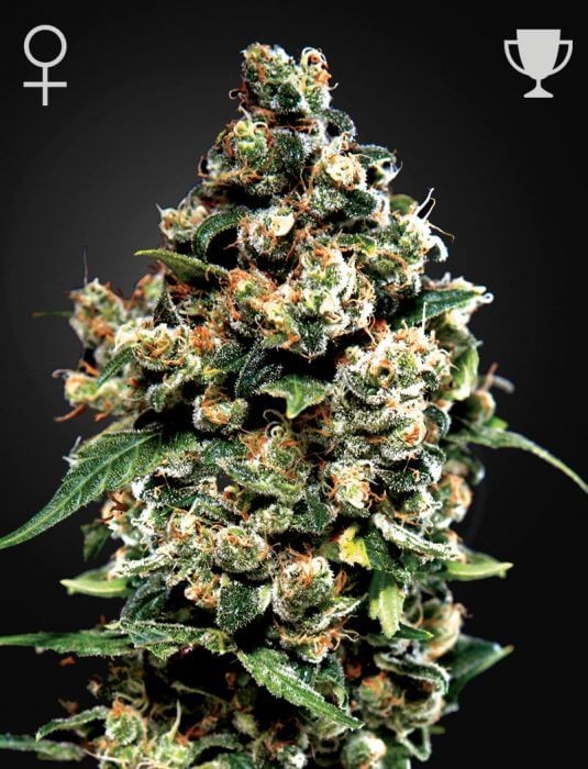 Jack Herer Feminized by Green House seeds
