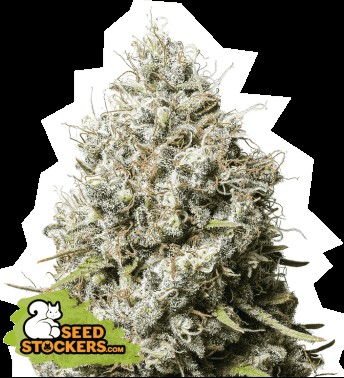 Jack Herer Feminized by Seedstockers
