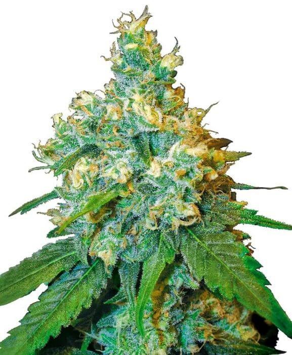 Jack Herer Feminized by Sensi Seeds