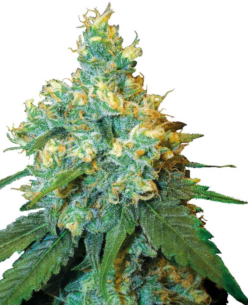 Jack Herer Regular by Sensi Seeds