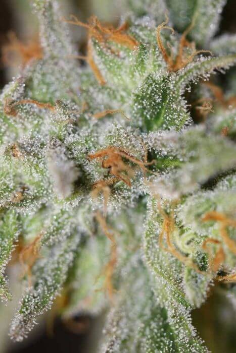 Jack Straw Regular by Homegrown Natural Wonders