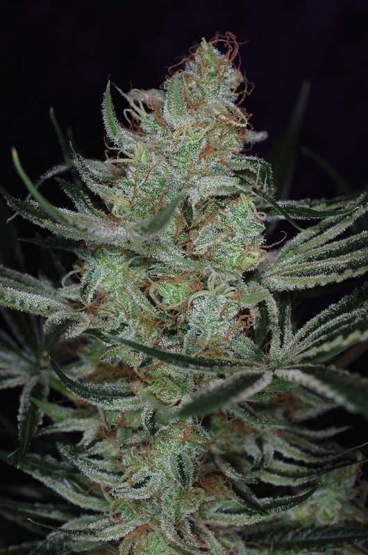 Jack the Ripper Feminized by SubCool’s The Dank