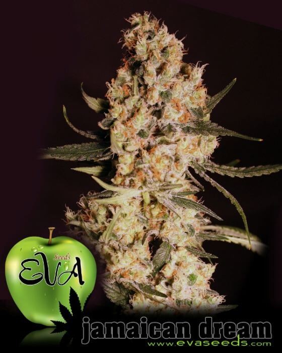 Jamaican Dream Feminized by Eva Seeds