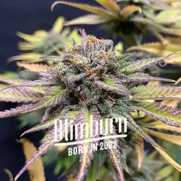 Jealousy Feminized by Blimburn Seeds