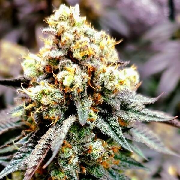 Jealousy Feminized by Paisa Seeds