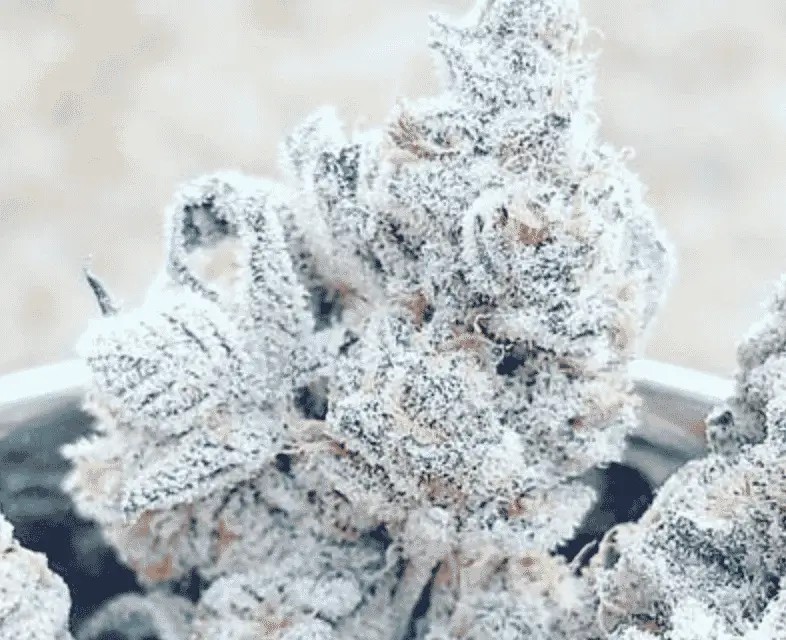 Jelly Breath S1 Feminized by In House Genetics