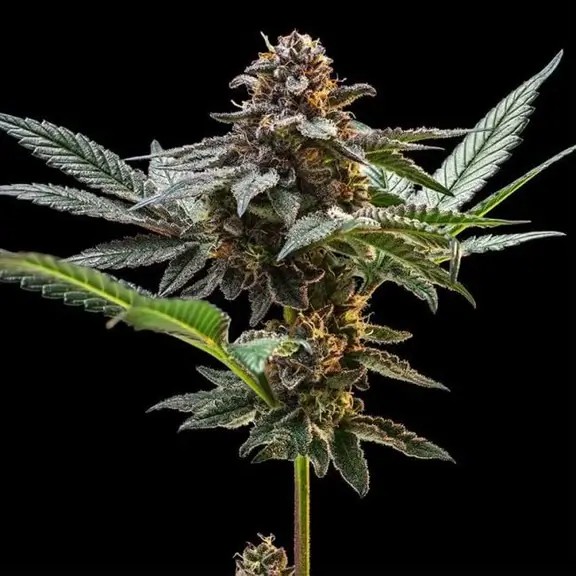 Jelly Cake Feminized by Seedsman