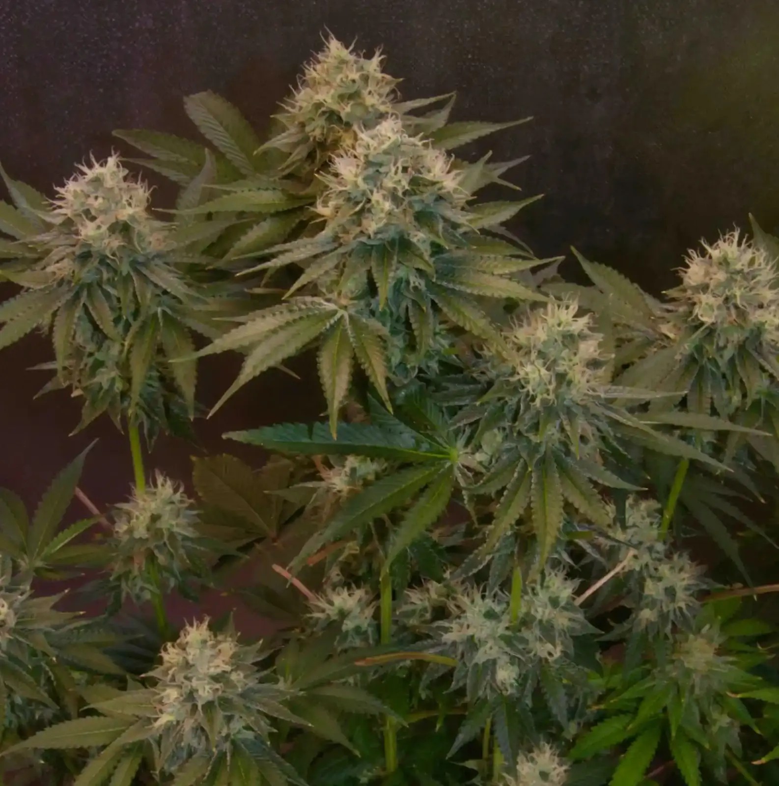 Jelly Donutz Auto Autoflower by Humboldt Seed Company