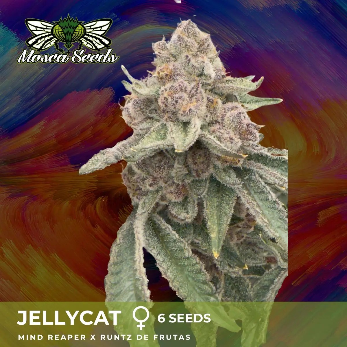 JellyCat Feminized by Mosca Seeds