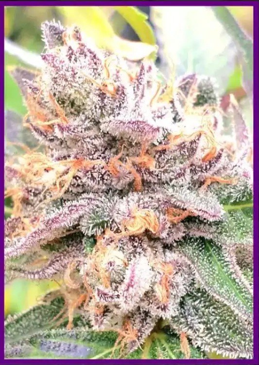 Jellyciouz Feminized by ZmoothieZ