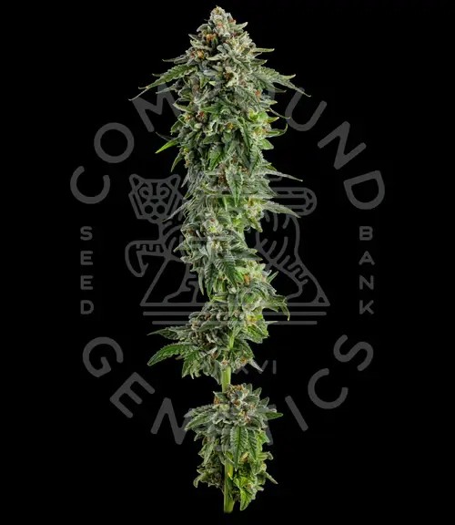 Jet Puft Feminized by Compound Genetics