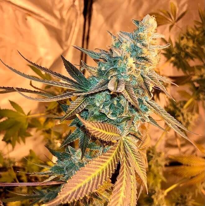 Jilly Bean Bubblegum Regular by TGA Mz Jill Genetics