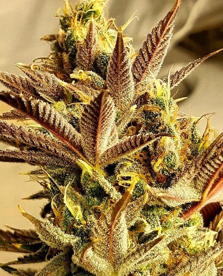 Jilly Bean Lime Regular by TGA Mz Jill Genetics