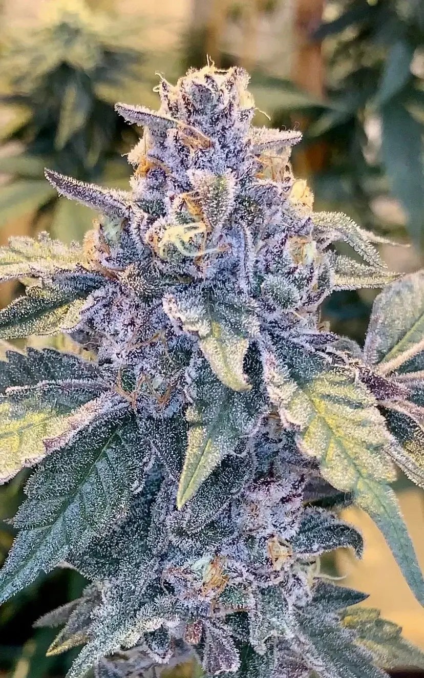 Jilly Bean S1 Feminized by TGA Mz Jill Genetics