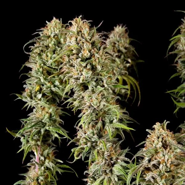 Joanne's CBD Feminized by Royal Queen Seeds