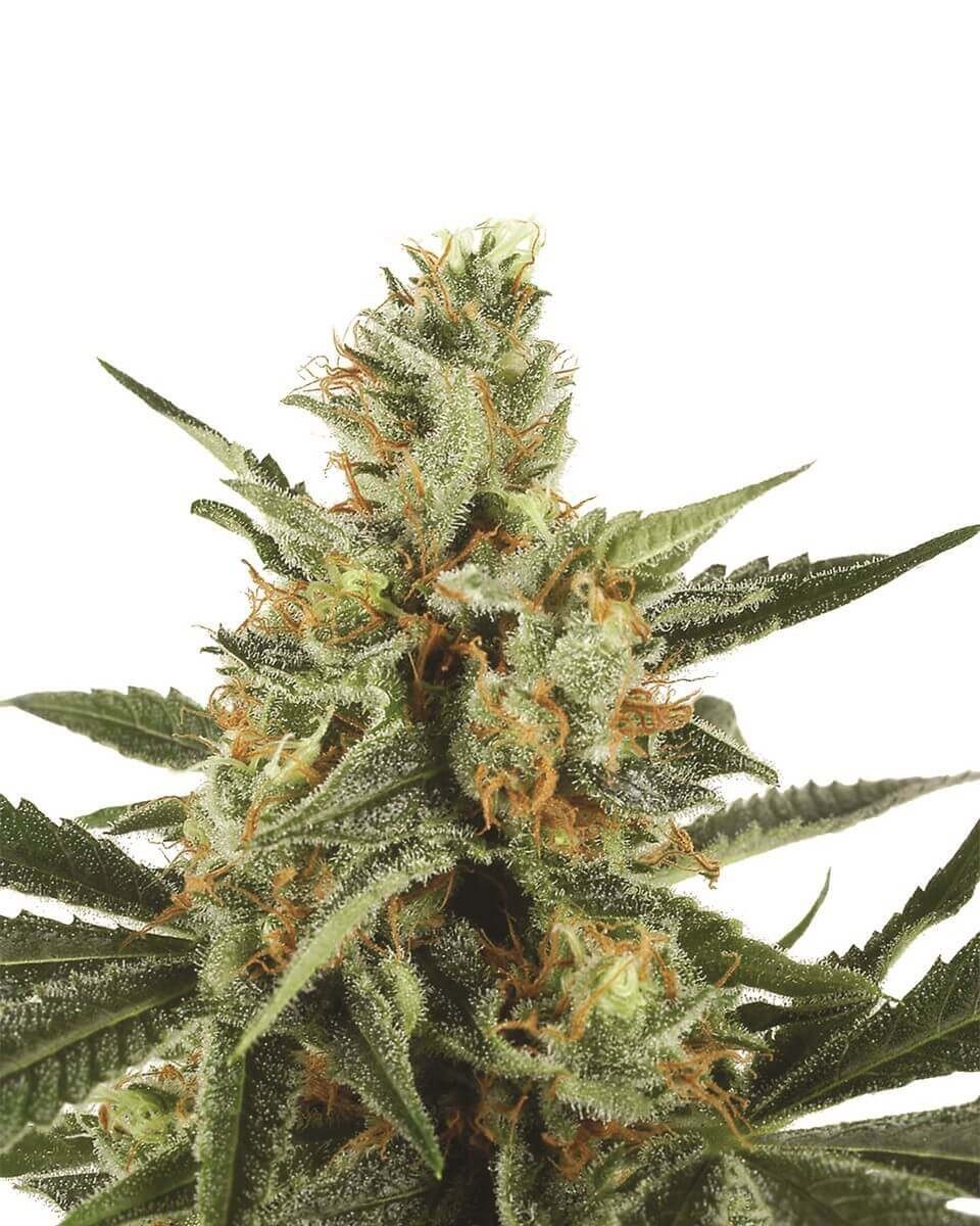 Jock Horror Auto Autoflower by Nirvana