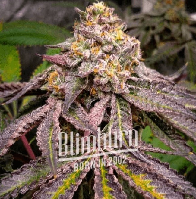 Jokerz Feminized by Blimburn Seeds