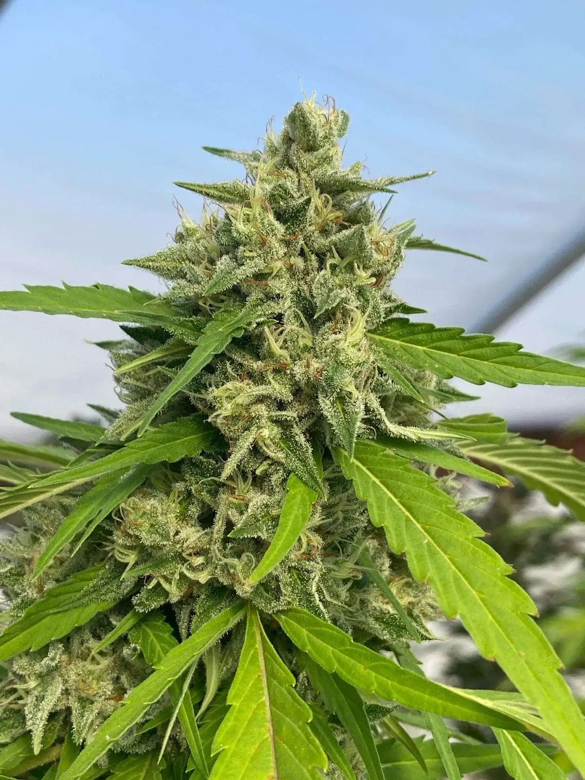 Judge dread Feminized by Karma Genetics