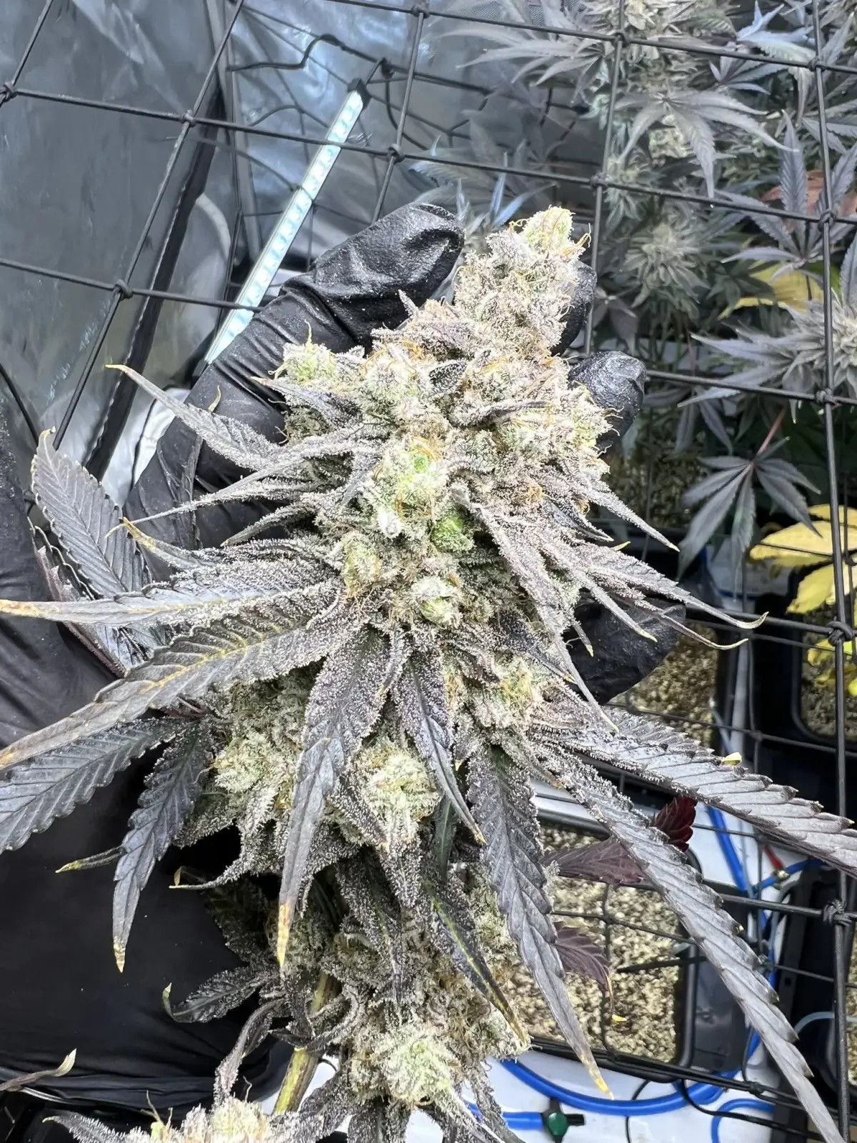 Juice Pack Feminized by Umami Seeds Co