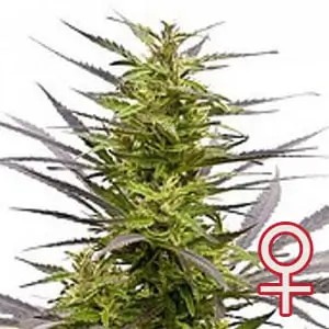 K.C. 42 Feminized by K.C. Brains