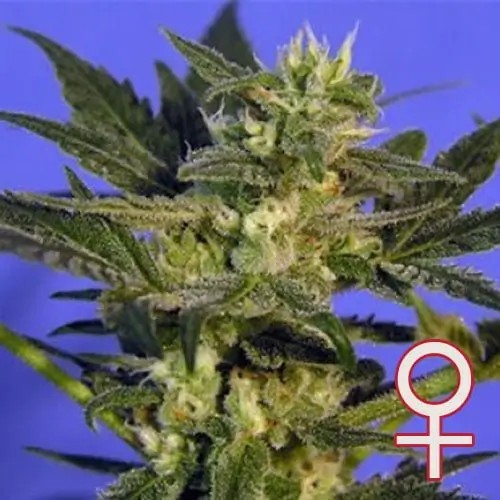 K.C. 45 Feminized by K.C. Brains