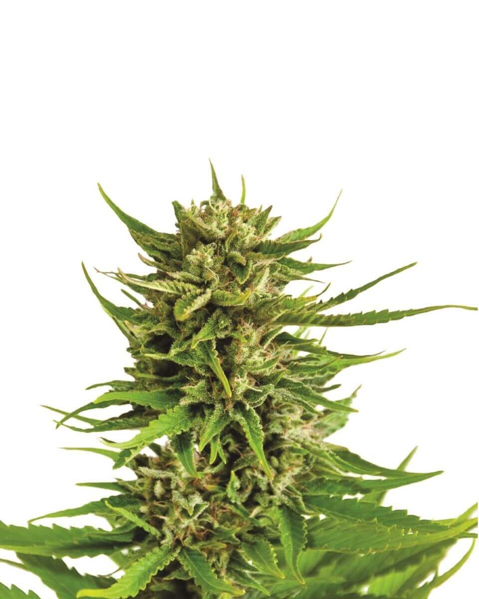 K2 Feminized by Nirvana
