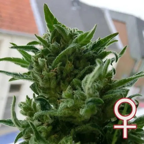 KC 33 Feminized by K.C. Brains