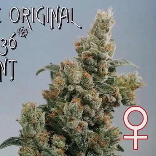 KC 36 Feminized by K.C. Brains