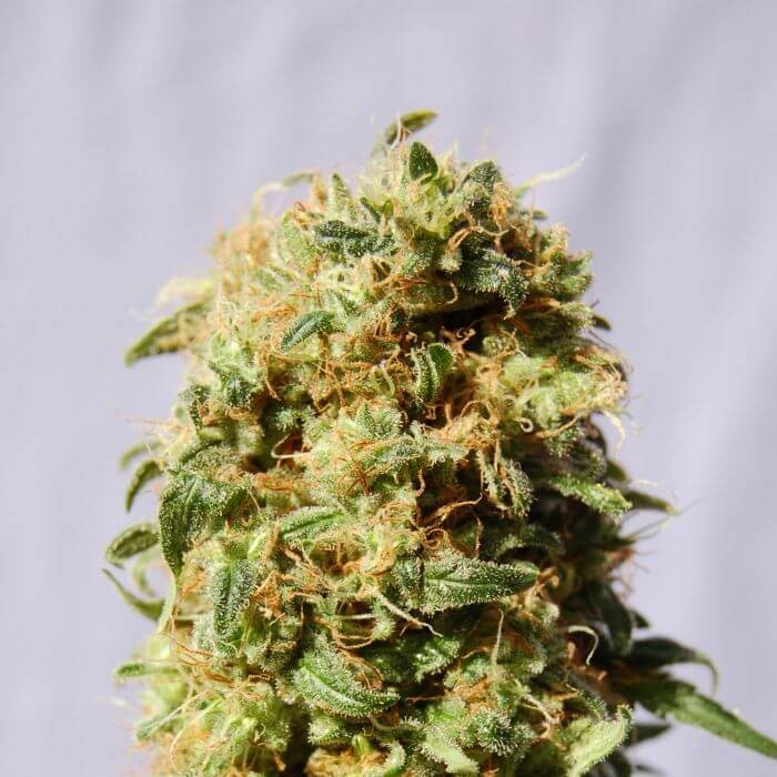 Kaboom AKA La Reina de Africa Feminized by Kannabia