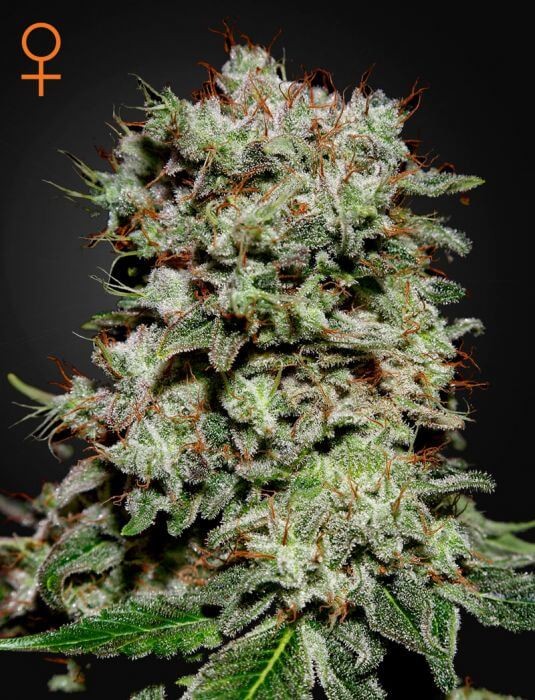 Kalashnikova Feminized by Green House seeds