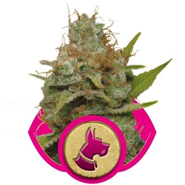 Kali Dog Feminized by Royal Queen Seeds