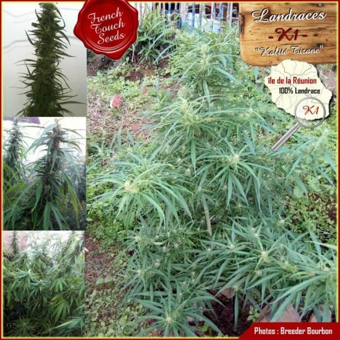 Kalité Tizane Aka K1 Regular by French Touch Seeds