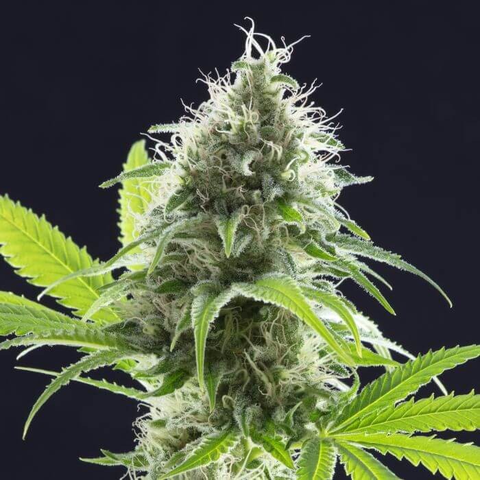 Kama Kush CBD Feminized by Kannabia