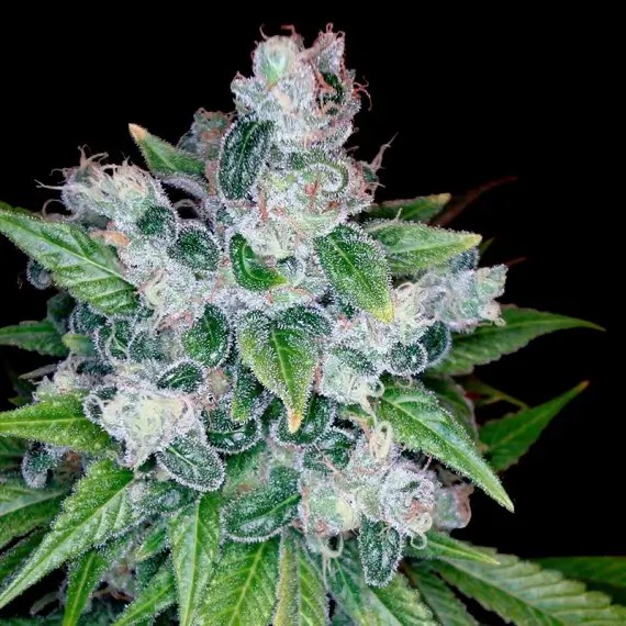 Kandy Kush Feminized by DNA Genetics