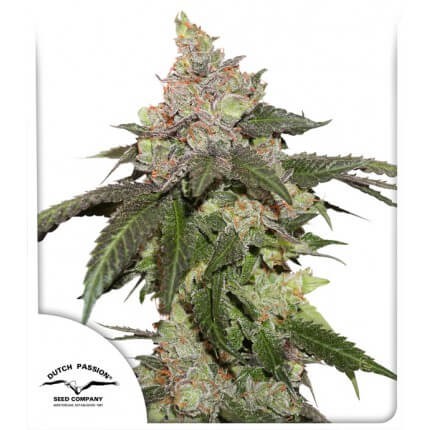 Kerosene Krash Feminized by Dutch Passion