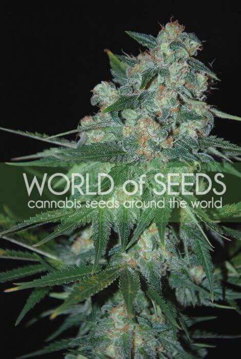 Ketama Feminized by World of Seeds