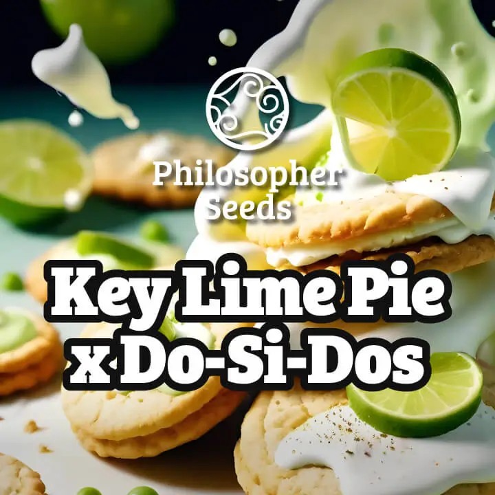 Key Lime Pie x Do-Si-Dos Feminized by Philosopher Seeds