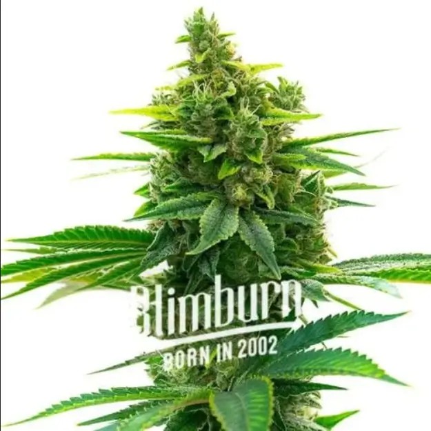 Khalifa Kush Feminized by Blimburn Seeds